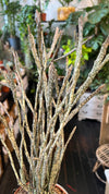 Discover Euphorbia platyclada, the rare “Dead Plant” succulent from Madagascar.