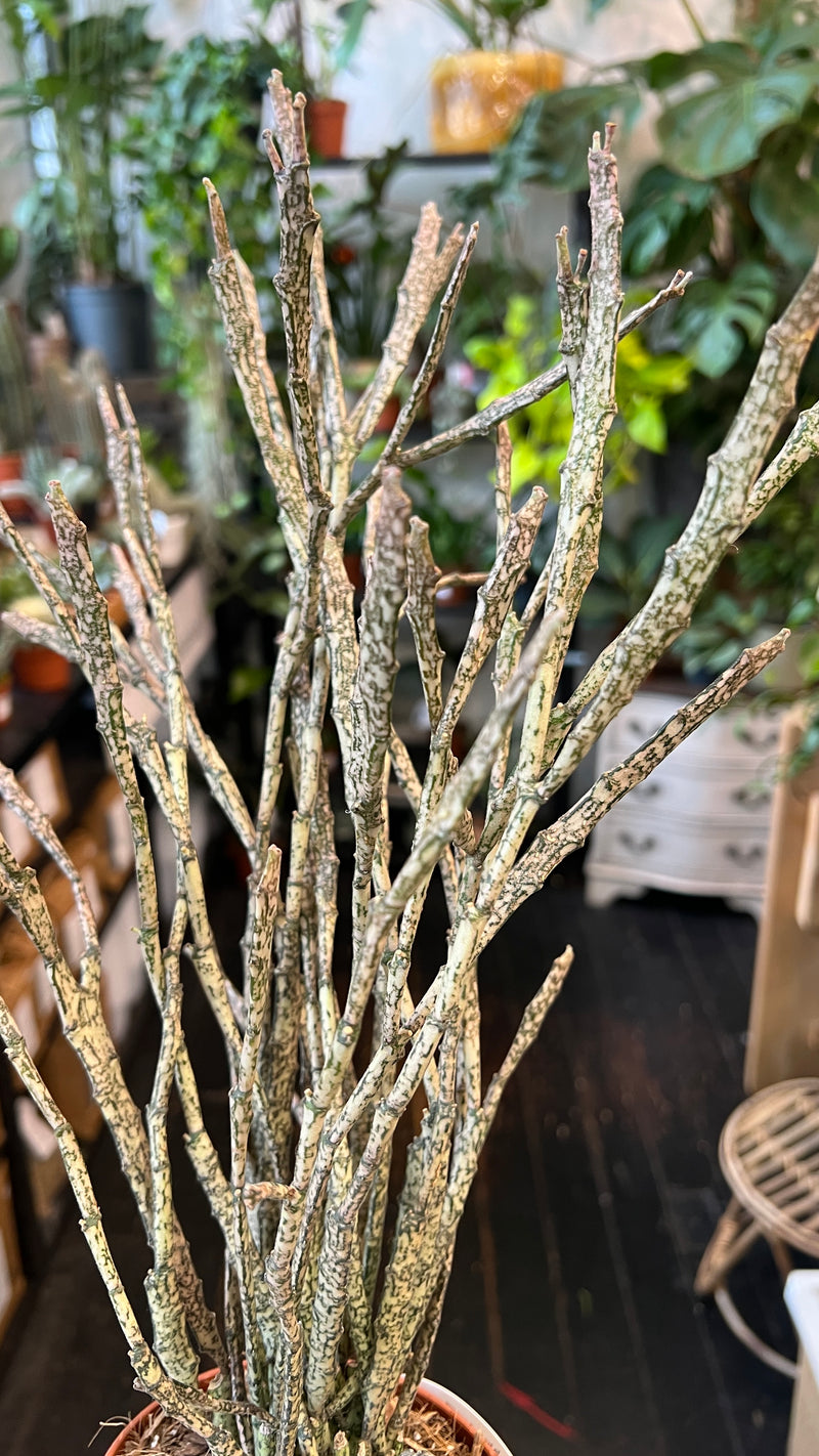 Discover Euphorbia platyclada, the rare “Dead Plant” succulent from Madagascar.
