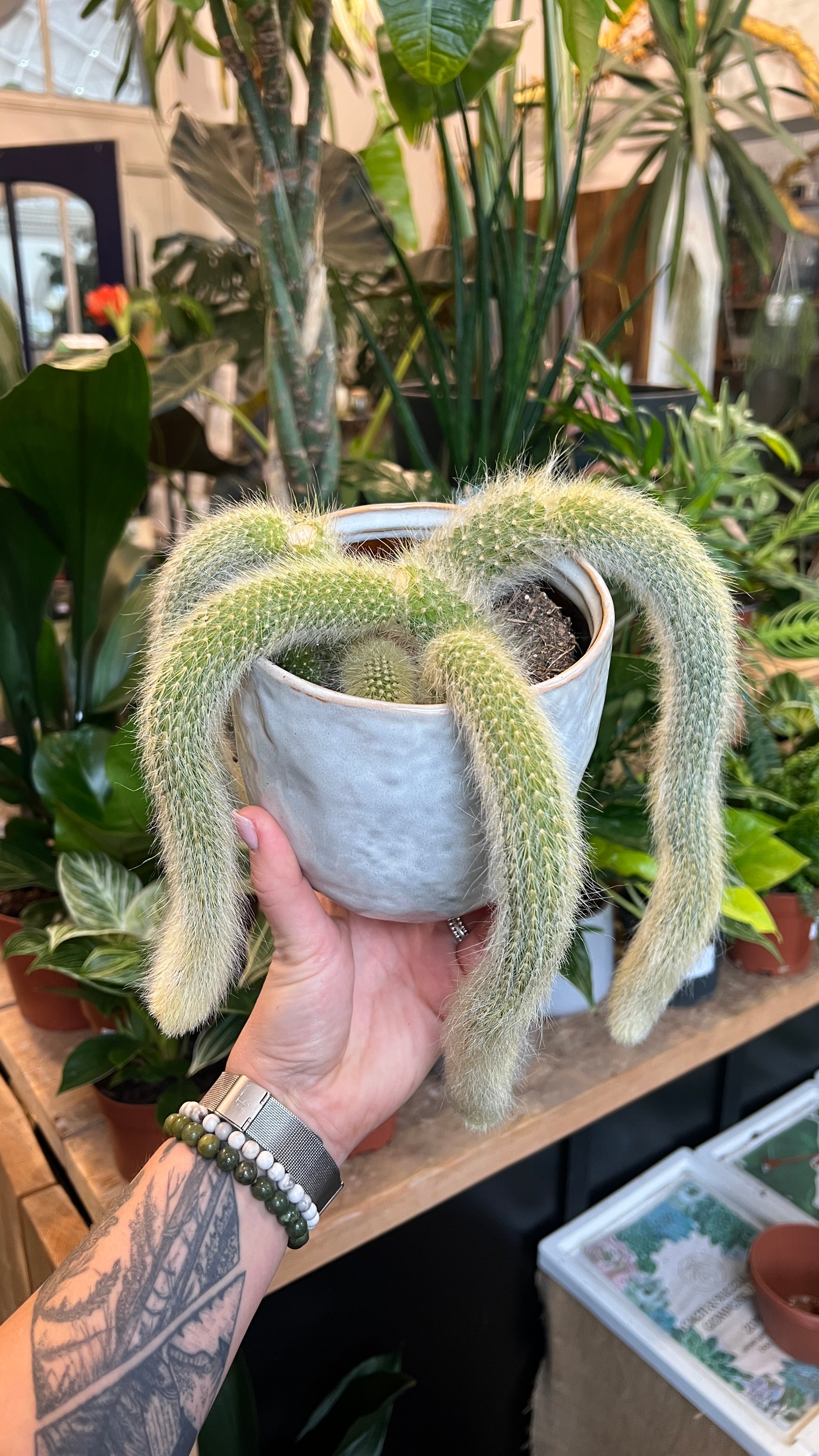 monkey tail succulent Monkey tail cactus