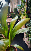 Licuala Palm 'Licuala grandis'