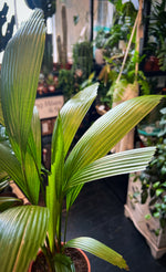 Licuala Palm 'Licuala grandis'