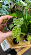 Jewel Orchid Macodes
