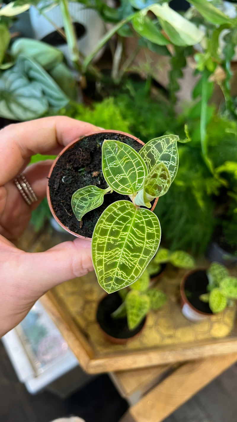 Jewel Orchid Macodes
