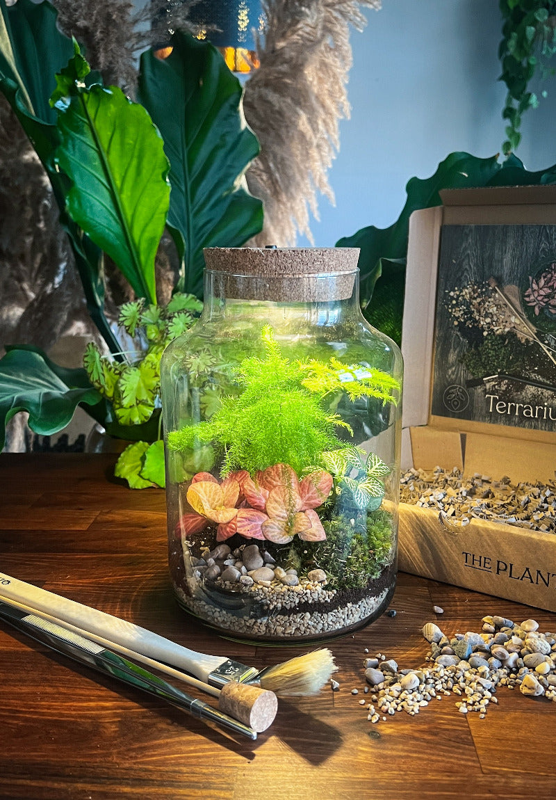 diy plant terrarium kit Terrarium Kit – DIY Moss Garden in Glass Jar *