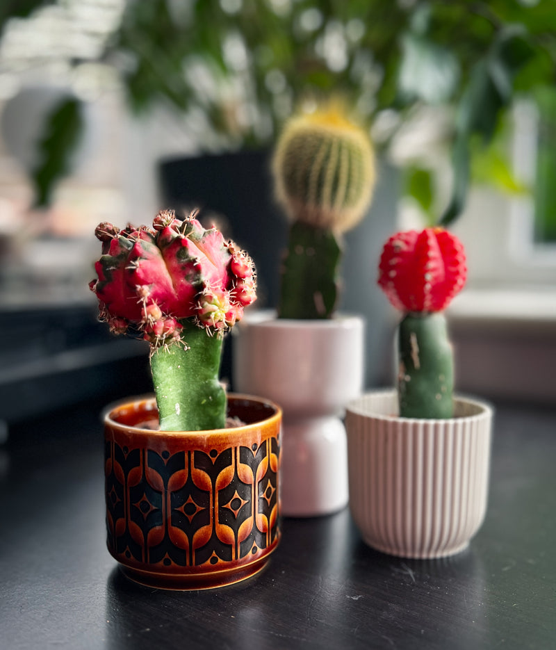 `#detail-photo`
Variegated Moon Cactus on a windowsill with natural light