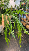 Fishbone Cactus