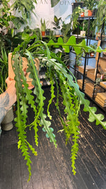 Fishbone Cactus