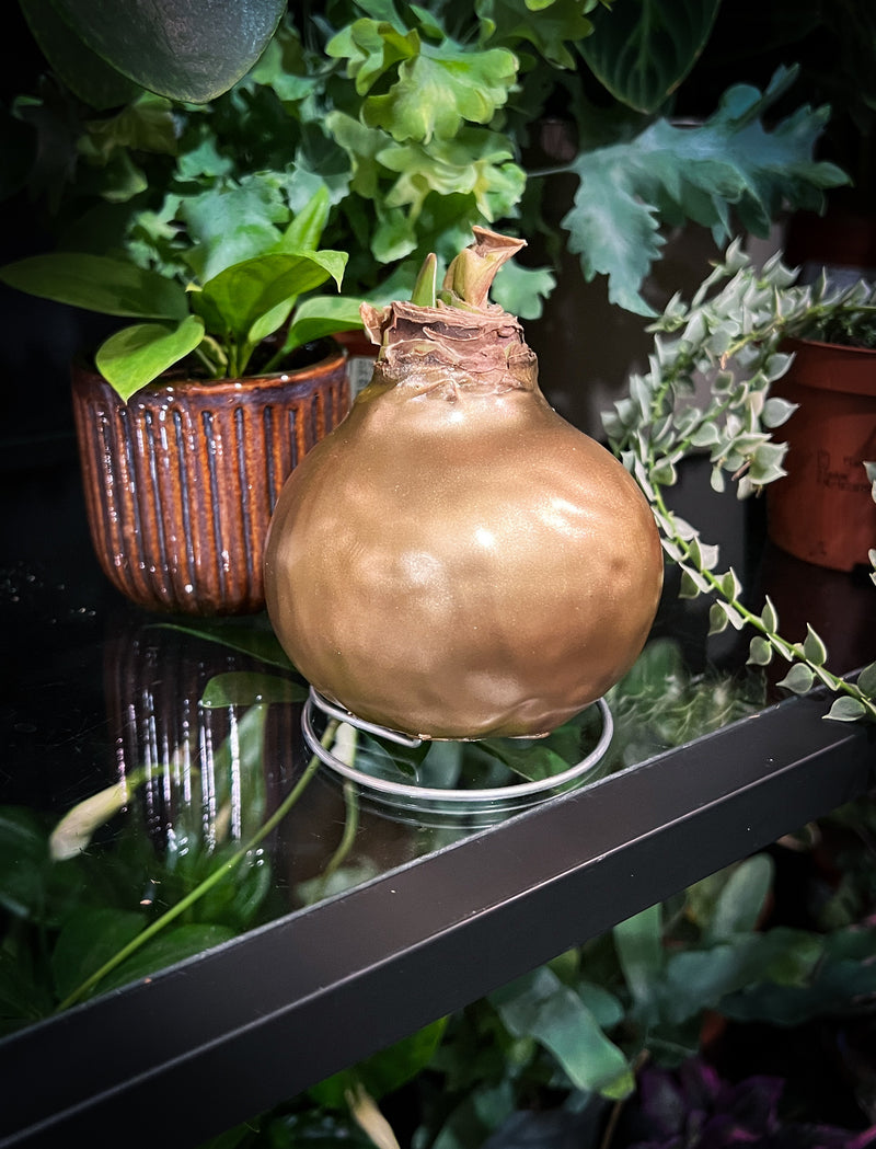 Amaryllis Bulb in Wax Beautiful, Easy-Care Winter Flower Christmas Gift