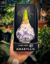 Amaryllis Bulb in Wax Beautiful, Easy-Care Winter Flower Christmas Gift Box