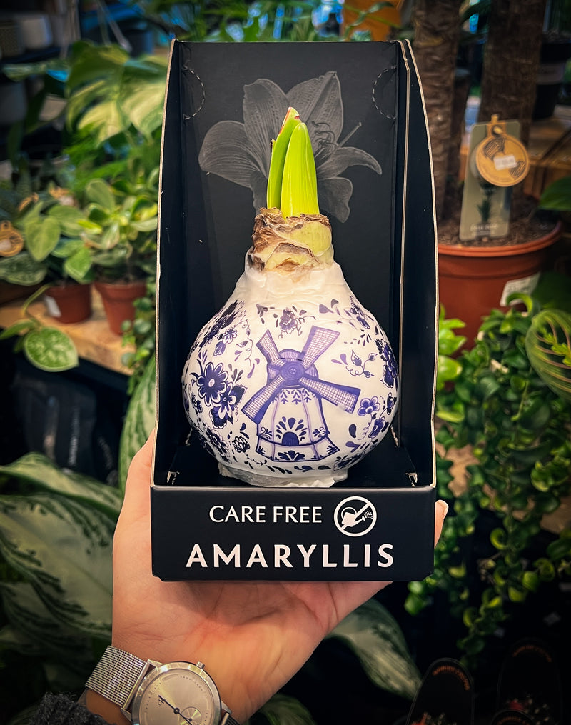 Amaryllis Bulb in Wax Beautiful, Easy-Care Winter Flower Christmas Gift Box