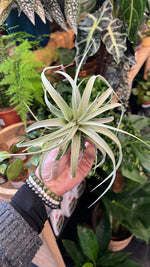 Air Plant 'Tillandsia Capitata'