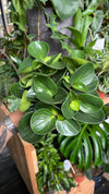 Peperomia obtusifolia