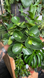 Peperomia obtusifolia