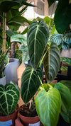 `#detail-photo`
