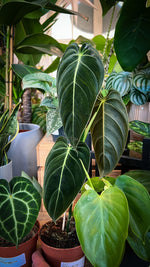 `#detail-photo`