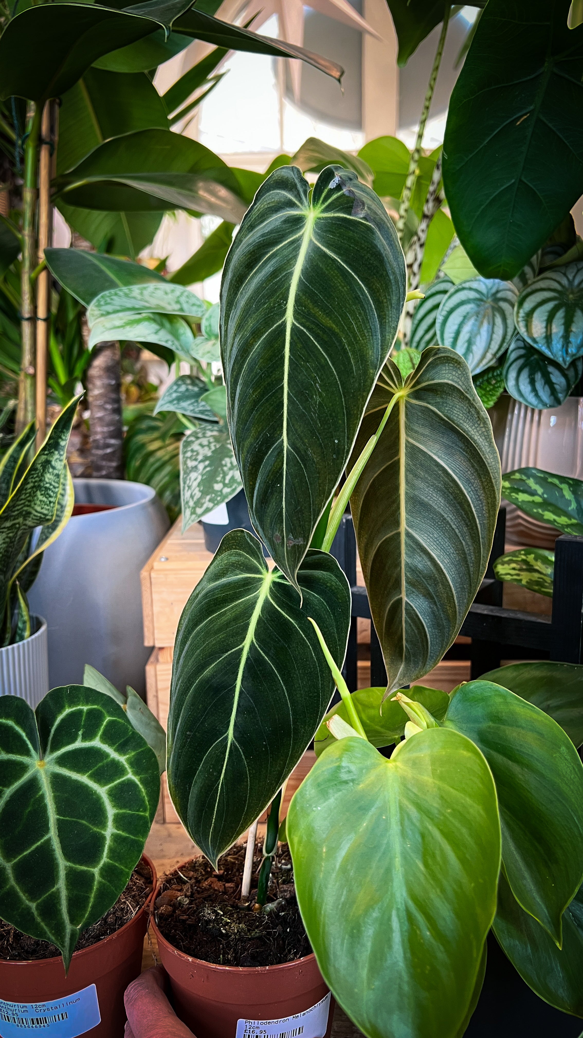 buy philodendron uk Philodendron melanochrysum