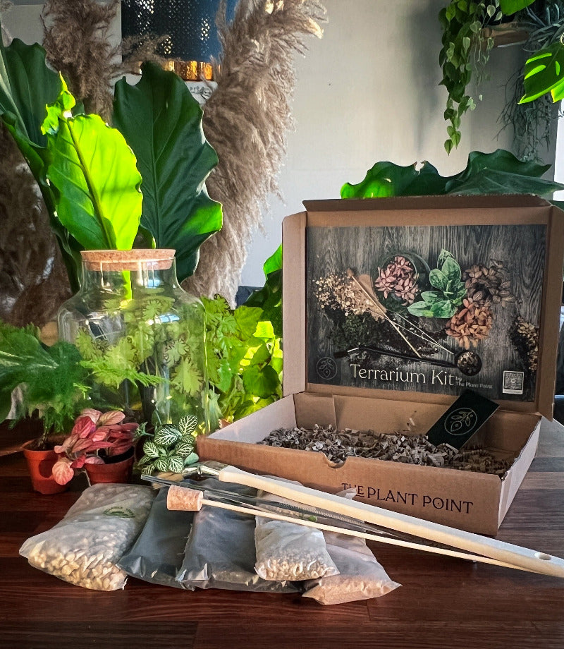 best terrarium kit for beginners