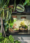 LED Jar Terrarium Workshop