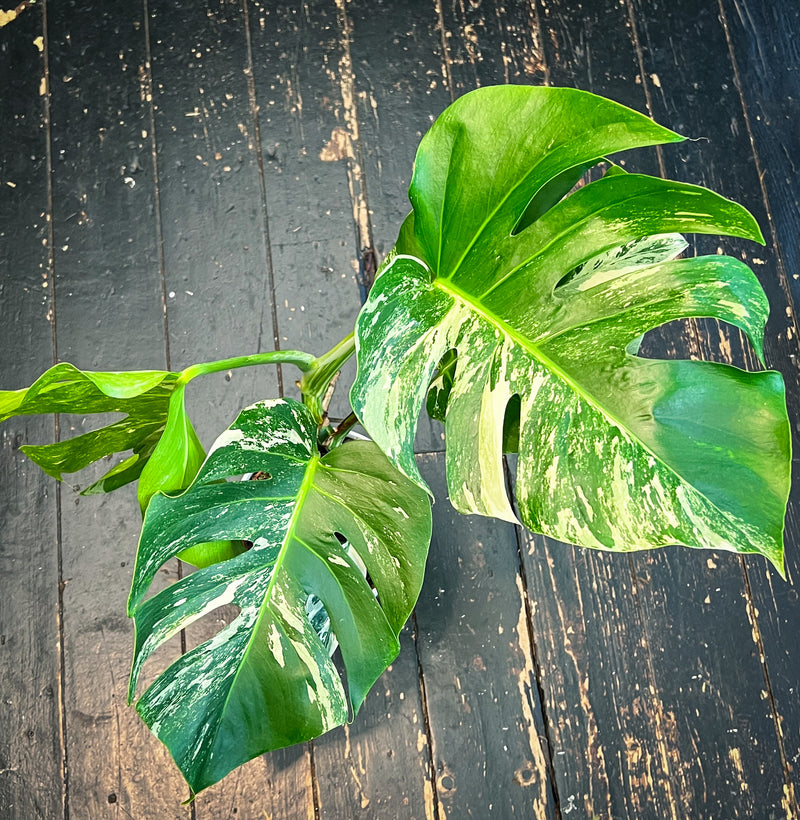 Variegated Monstera Deliciosa