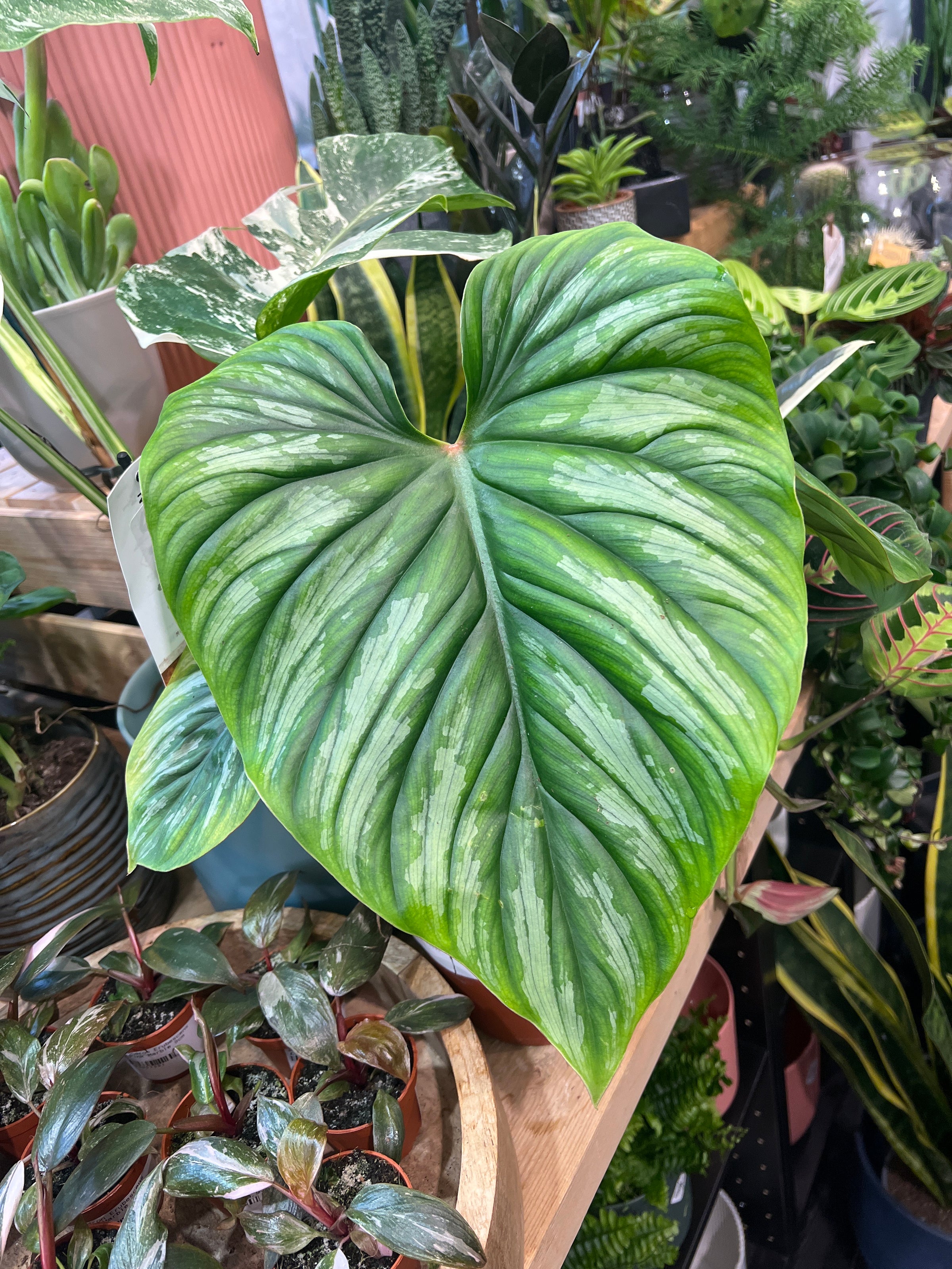 philodendron plowmanii uk Philodendron Plowmanii