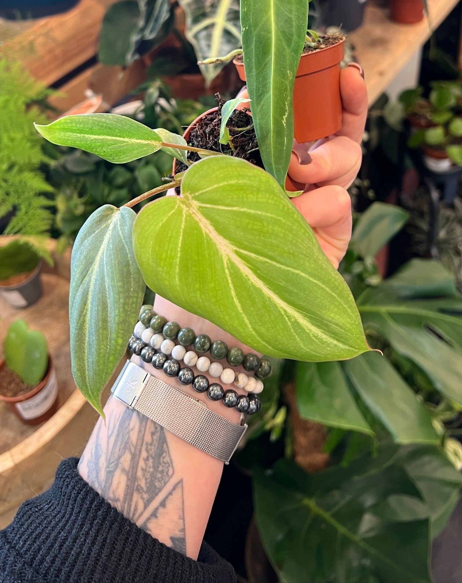 philodendron gloriosum for sale uk Philodendron Gloriosum