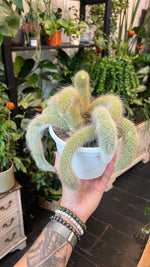 Monkey tail cactus