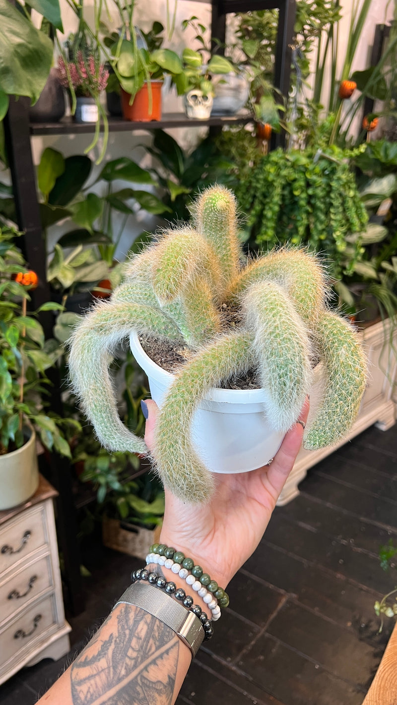 Monkey tail cactus