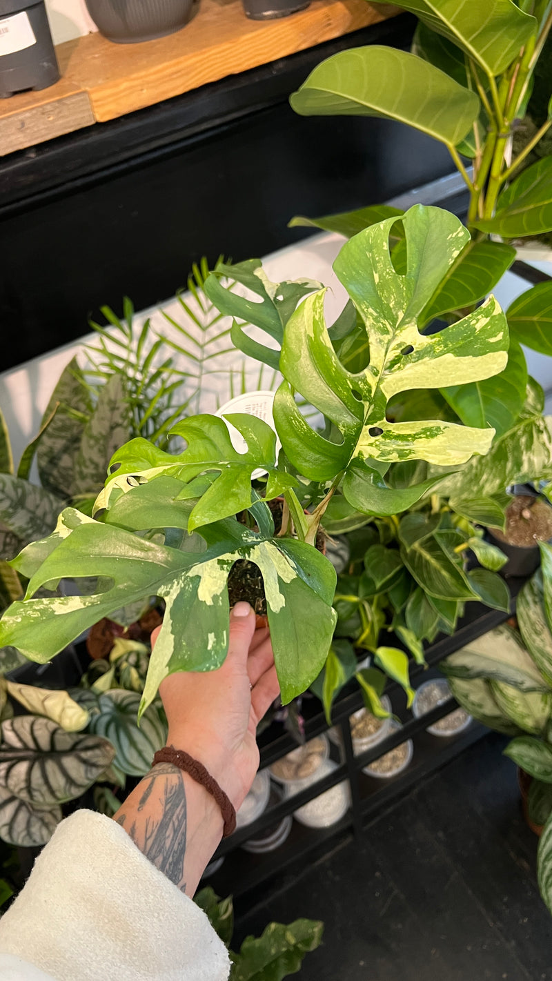 Monstera Tetrasperma Variegated