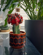 Variegated Gymnocalycium Mihanovichii displayed in a small ceramic pot