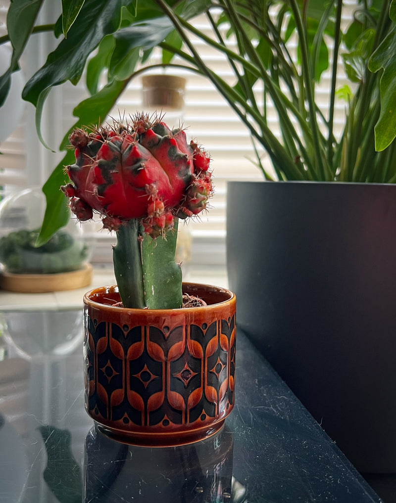 Variegated Gymnocalycium Mihanovichii displayed in a small ceramic pot