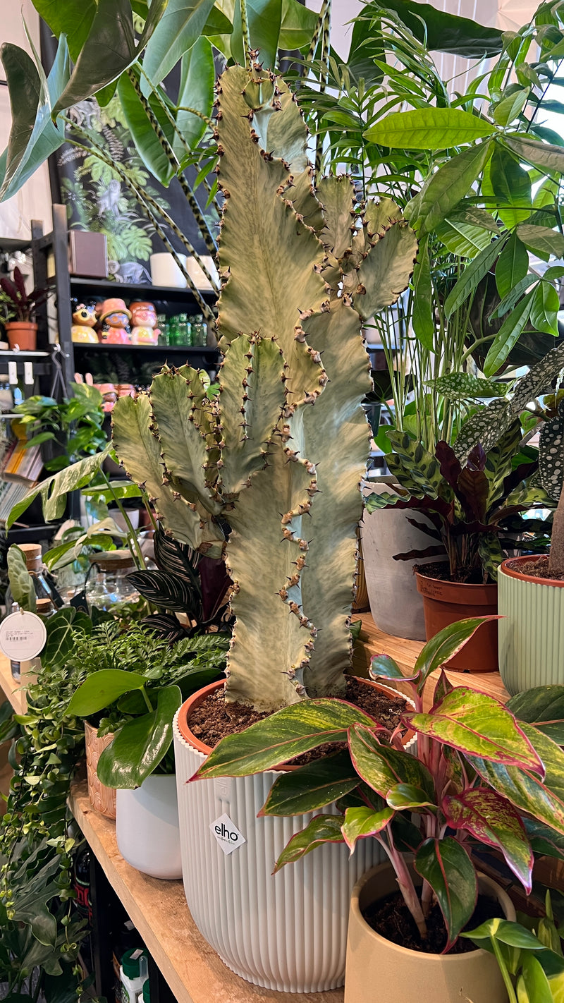 Euphorbia ingens ‘Variagata’