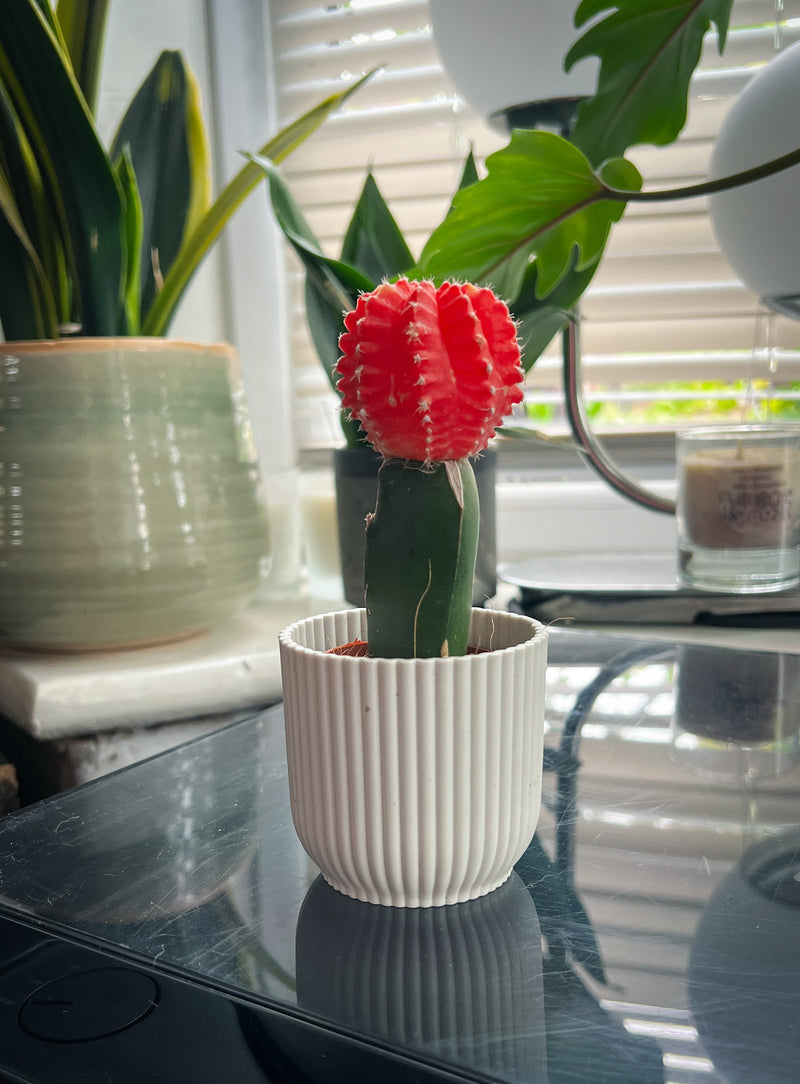 Colorful Moon Cactus with bright pink top grafted on green base
