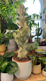 Euphorbia ingens ‘Variagata’