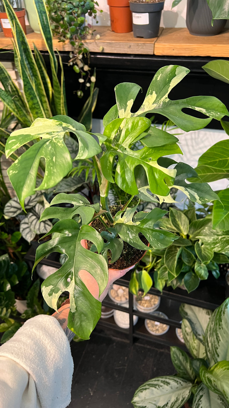 Monstera Tetrasperma Variegated