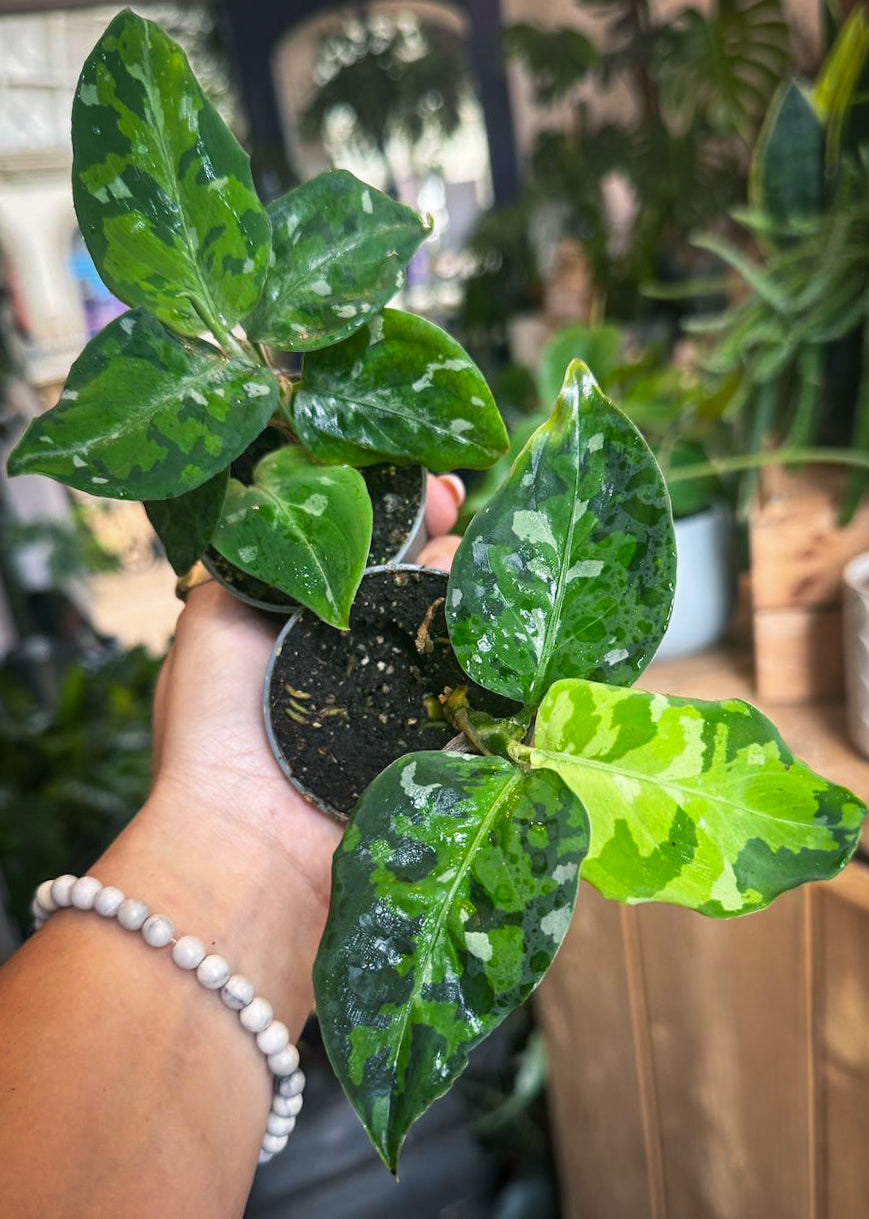 Aglaonema pictum Tricolor