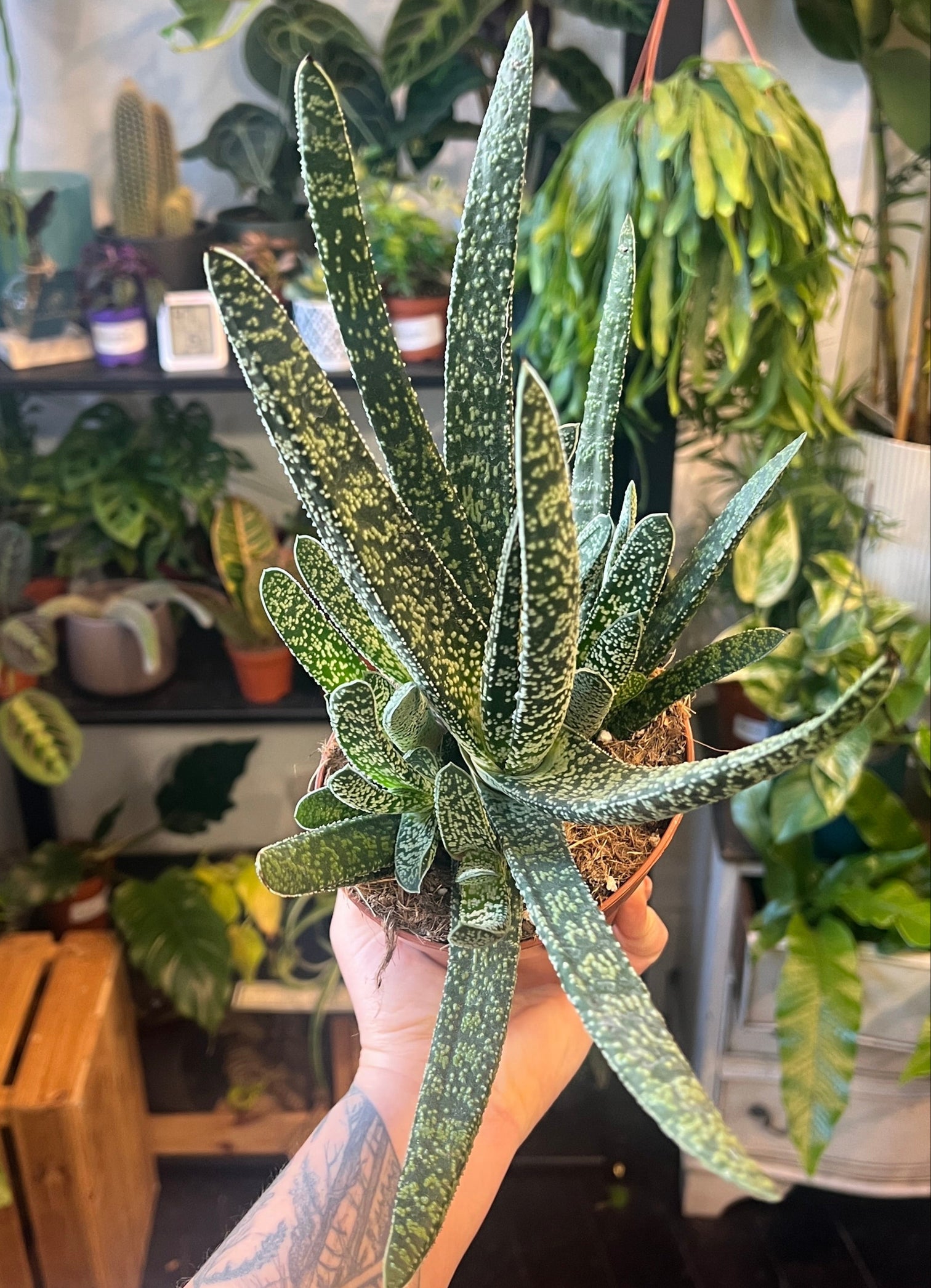 Gasteria verrucosa