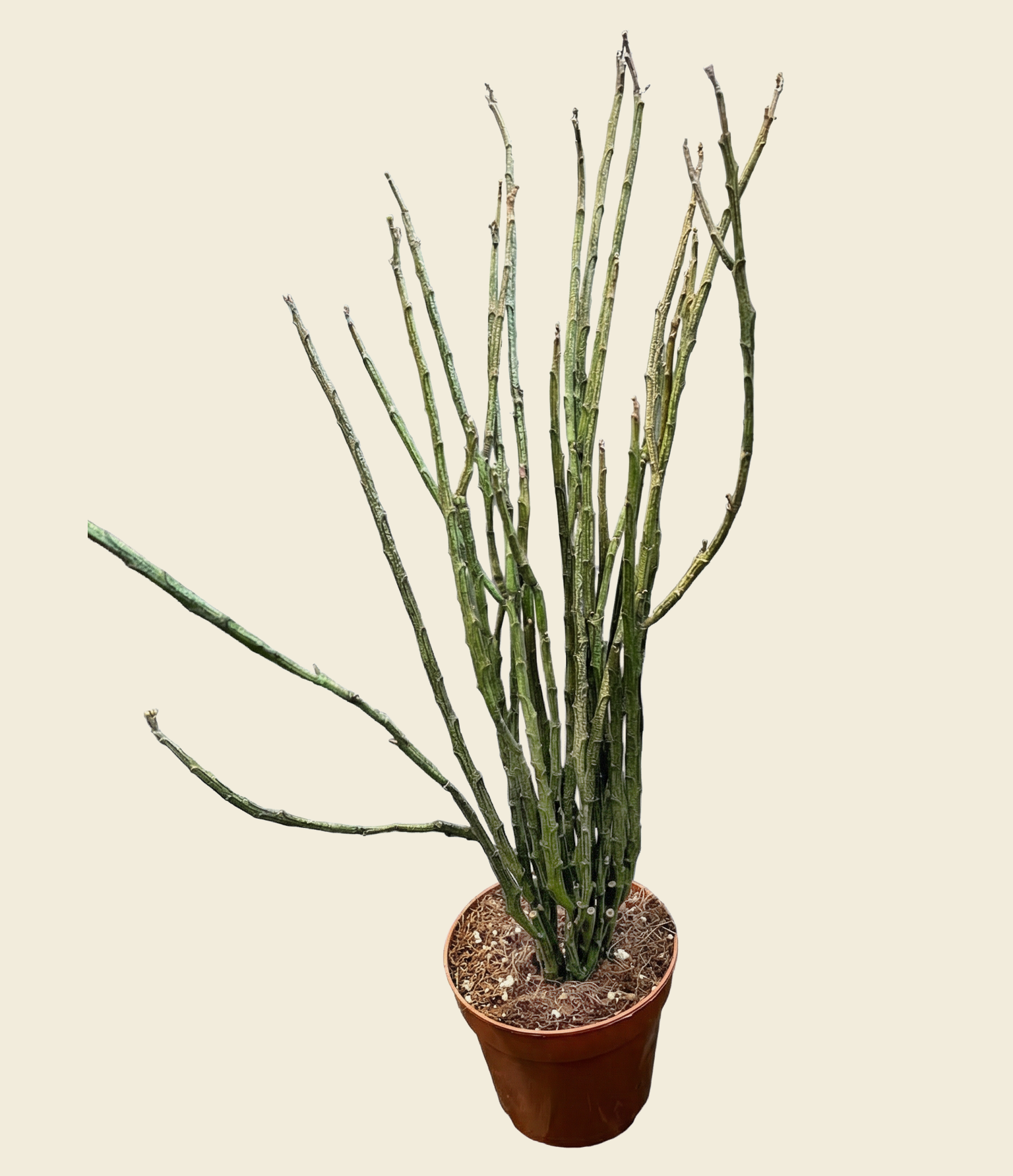 the dead plant succulent Euphorbia platyclada — The “Dead Plant” Succulent from Madagascar