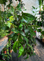 Aeschynanthus 'Marmoratus' Lipstick plant