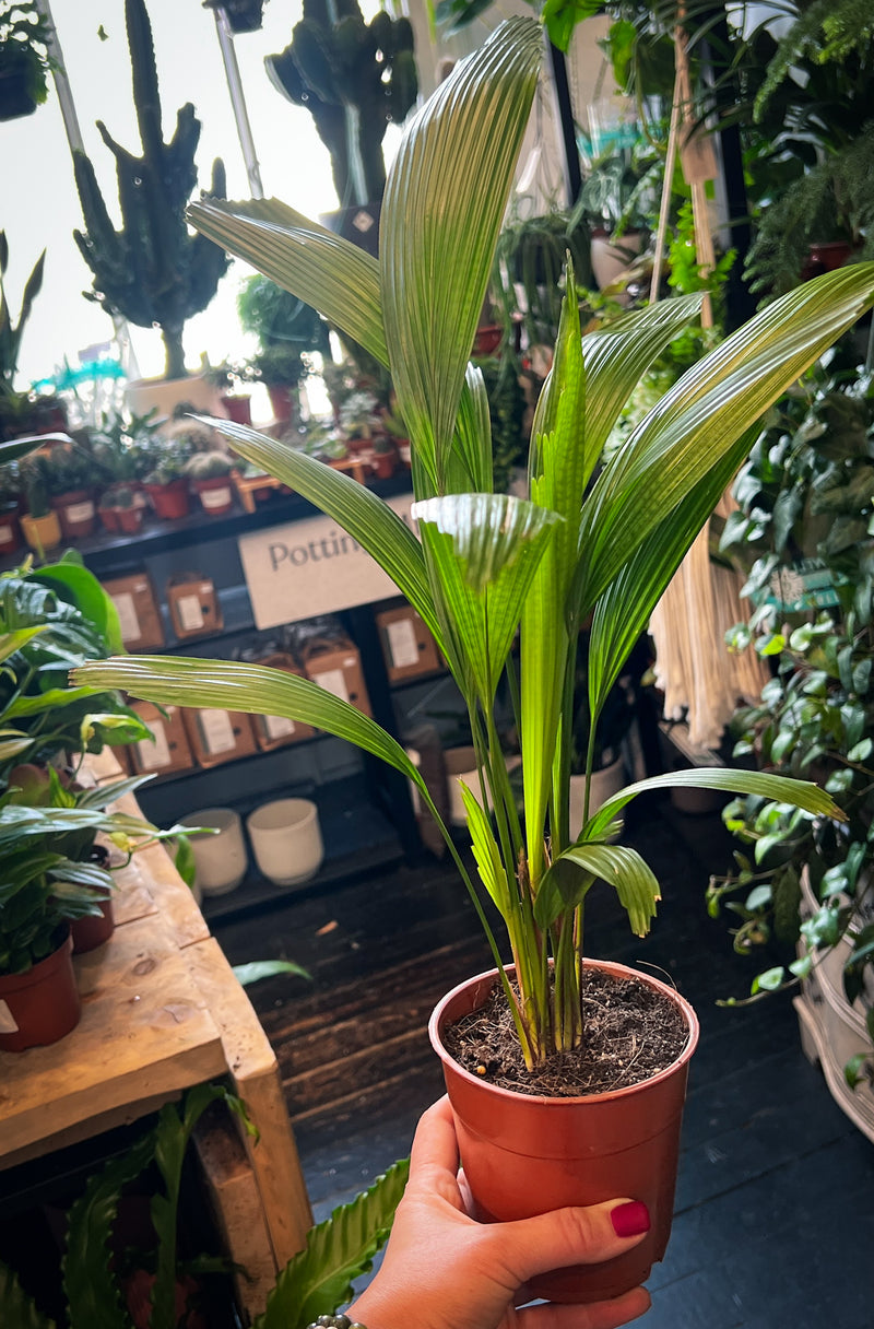 Licuala Palm 'Licuala grandis'