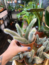 Monkey tail cactus