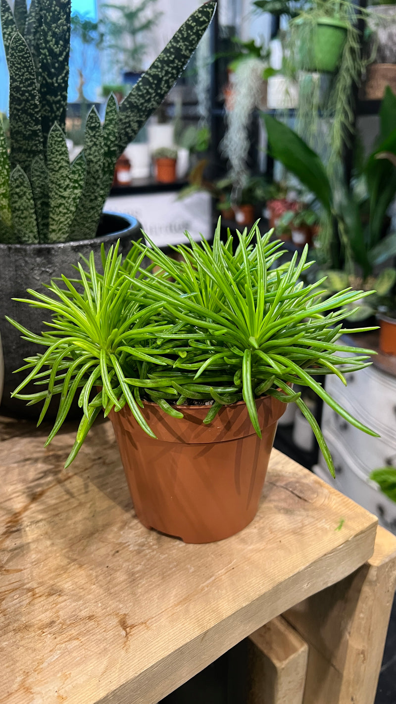 Senecio Himalaya 'Mountain Grass'