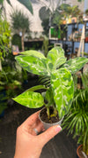 Aglaonema pictum Tricolor