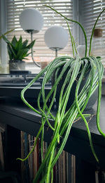 Rhipsalis Wercklei