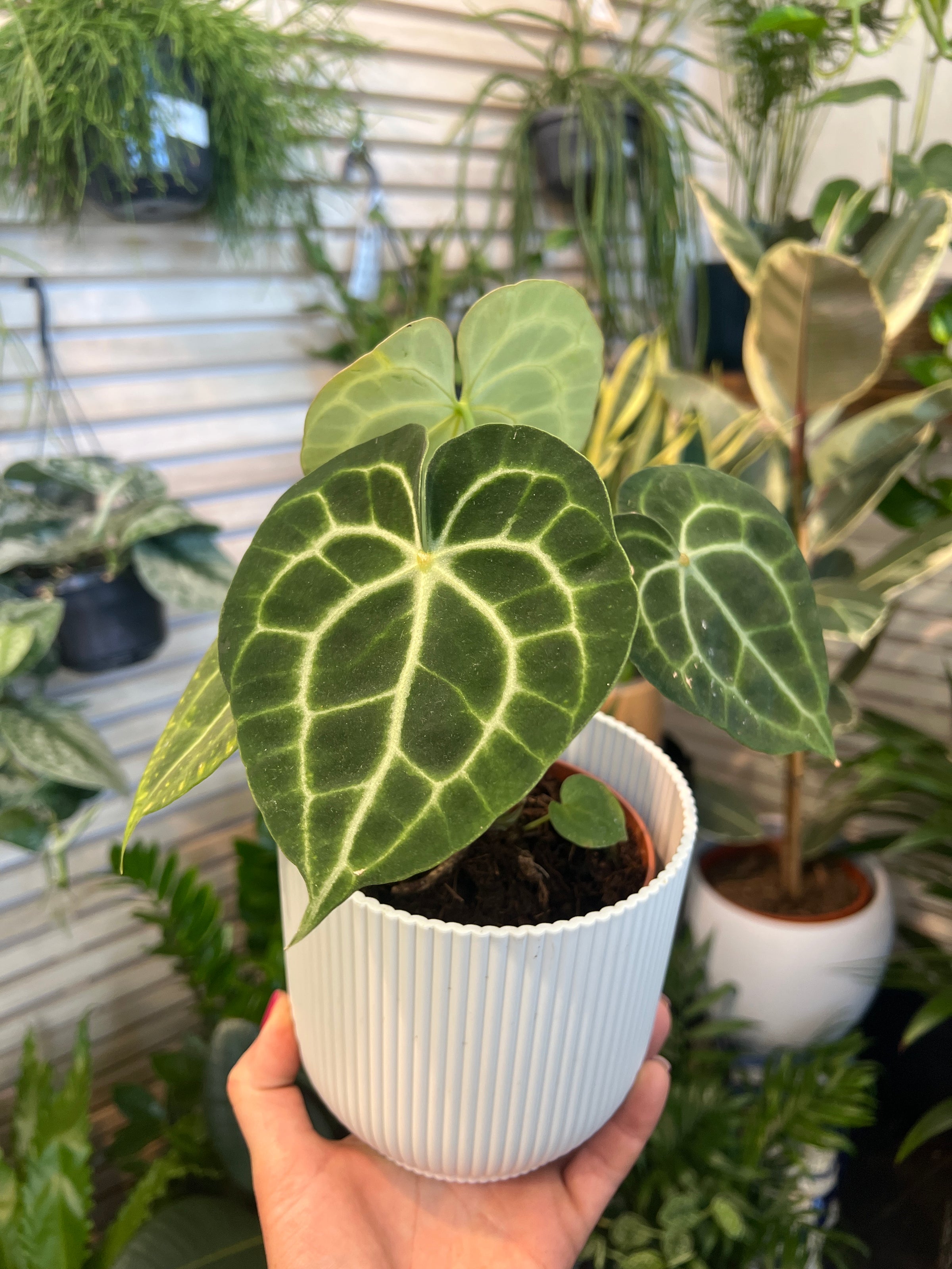 anthurium clarinervium for sale uk Anthurium Clarinervium