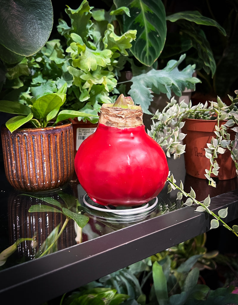 Amaryllis Bulb in Wax Beautiful, Easy-Care Winter Flower Christmas Gift