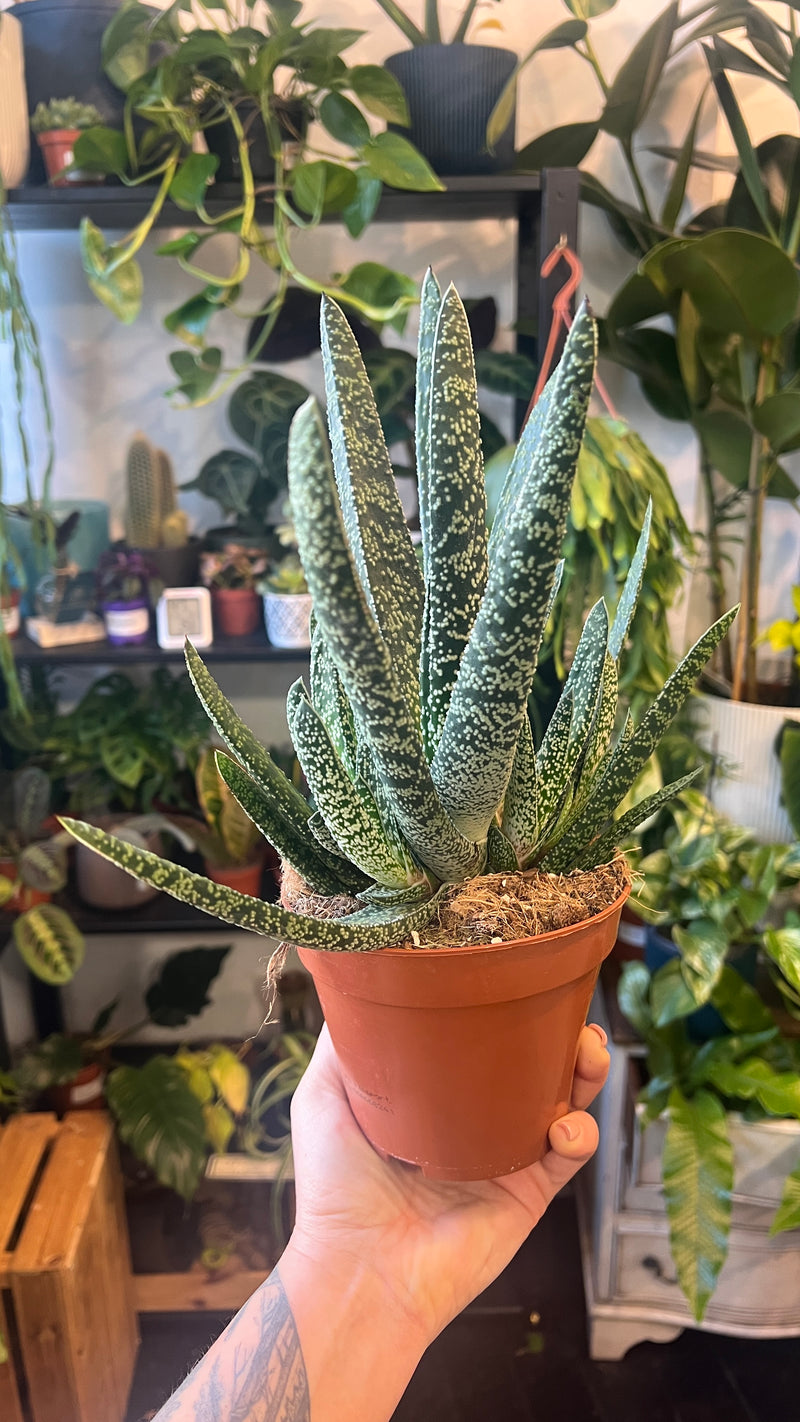 Gasteria verrucosa