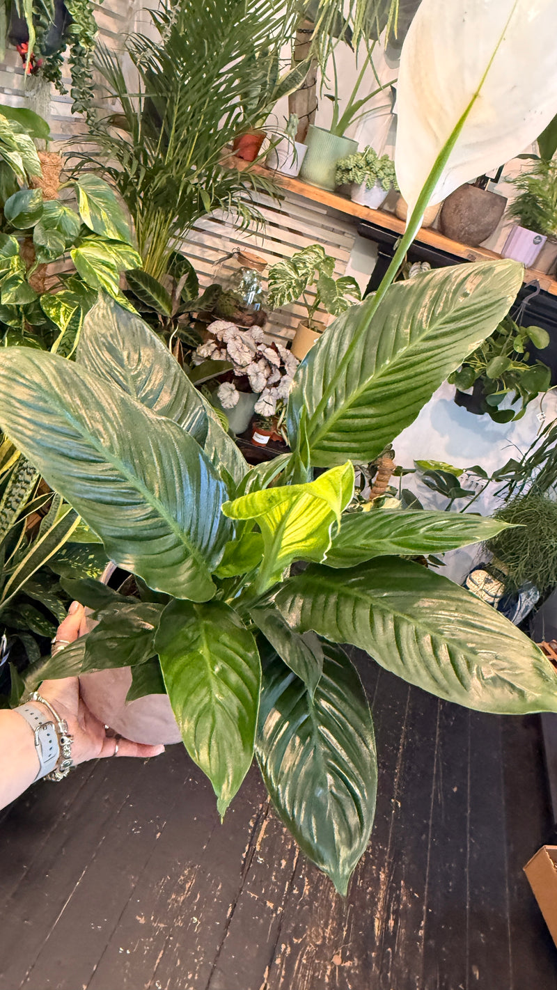 peace lily uk Peace Lily