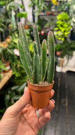 Stapelia leendertziae