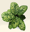 Homalomena ‘Camouflage’