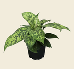 Homalomena ‘Camouflage’